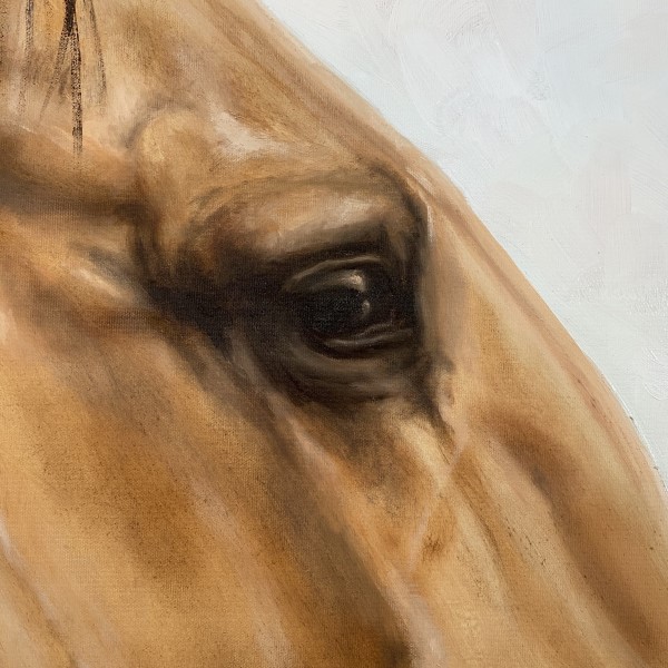 Equus Detail 3 (600 x 600)